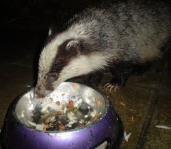 Badger.jpg