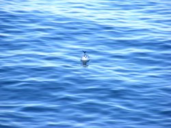 lonesome gull.jpg