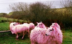 Pink sheep.jpg