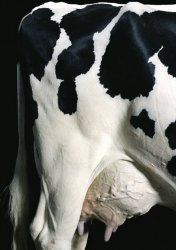 1511_clonedmeat_f.jpg