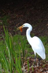 egret.jpg