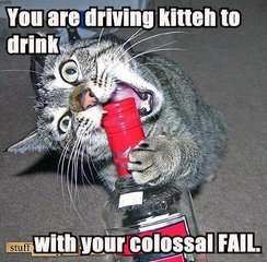 cat-DrivingtodrinkFAIL.jpg