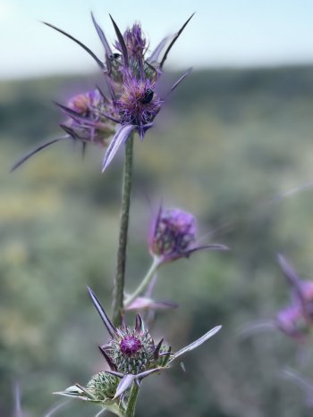 C054575F-7554-4B84-B50A-8EDEEDDDF33C.jpeg