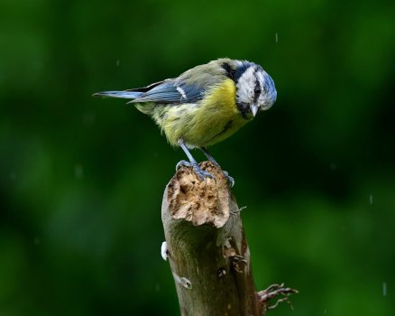 Blue tit..jpg