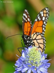 Butterfly having lunch.jpg