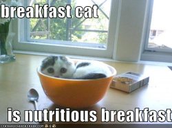 128346874845000000breakfastcat.jpg