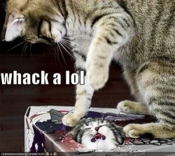 funny-pictures-cat-punches-cat-in-box.jpg