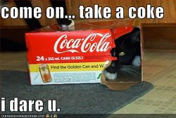 funny-pictures-black-cat-coke-box.jpg