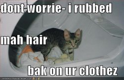 funny-pictures-cat-dryer-hair-clothes.jpg