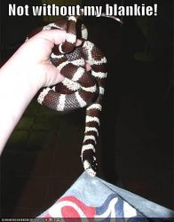 funny-pictures-snake-wants-blanket.jpg