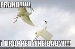 funny-pictures-storks-dropped-baby.jpg