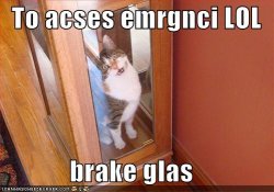 funny-pictures-emergency-lol-cat.jpg