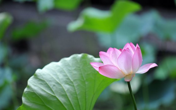 02970_apinkinthegreen_2880x1800.jpg