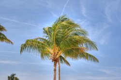 tree-hdr.jpg