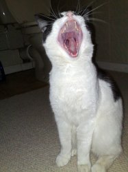 Big Mouth Cat.jpg