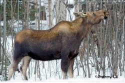 Moose030208d.jpg