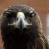 WeagleWeagle