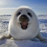 littleharpseal