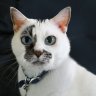 EsqCats
