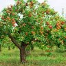 Appletree3