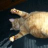 thiscatisfat