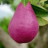Purple Pear