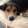 iBeagle