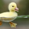 Duckless In Seattle