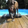 Labpackmom