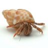 hermitcrab