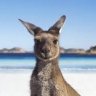 aussieanimal