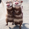 Vin Weasel
