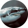 Rocketfish