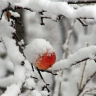 Alaskan Apple