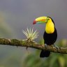 ToucanLach