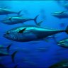 BluefinTuna