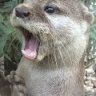 otterslapper