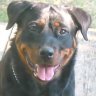 Courierdog