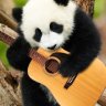 guitarpanda