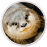 otter247