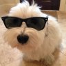littlesoftdog