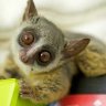 bushbaby