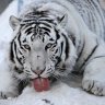 Snow Tiger