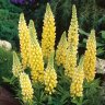 yellow_lupine