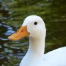 timduck