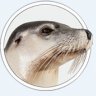 macos-sealion