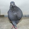 Funkpigeon