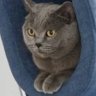 petemy