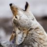 Washington _Coyote