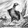 Roykko